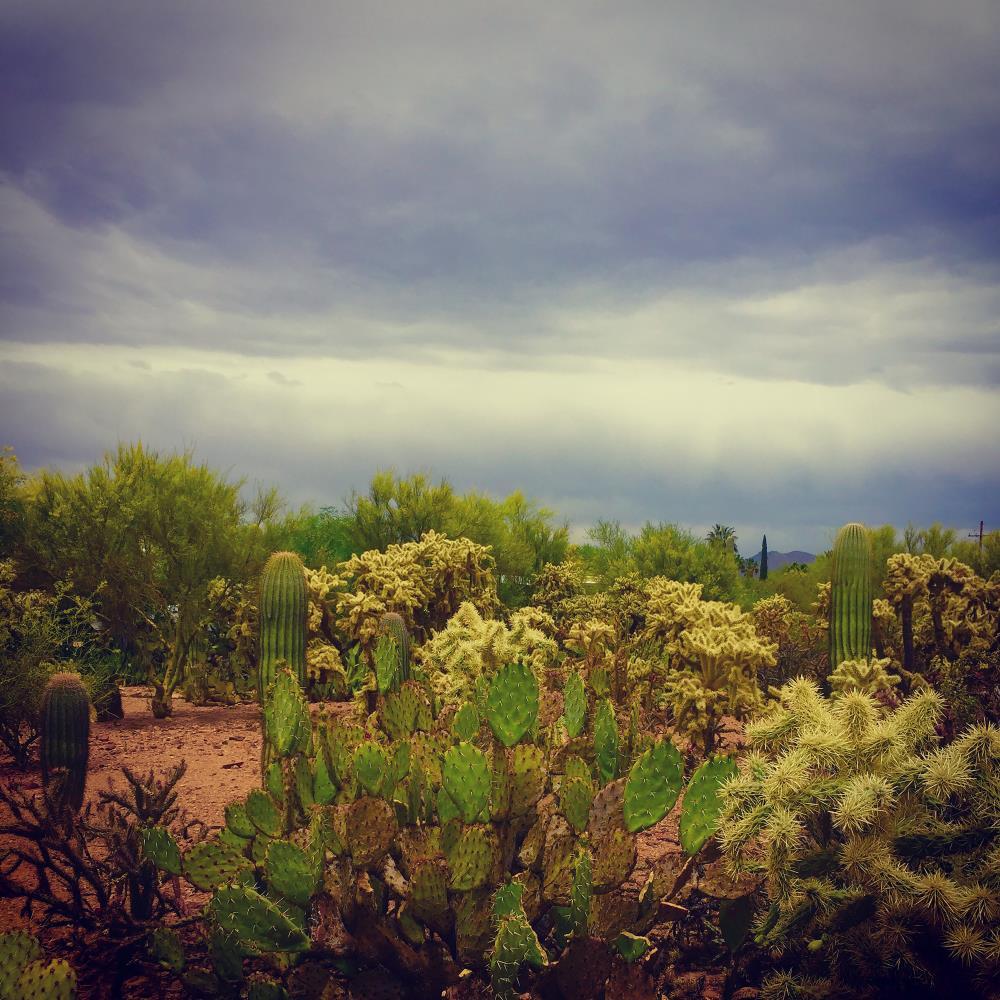 Tuscon, Cacti